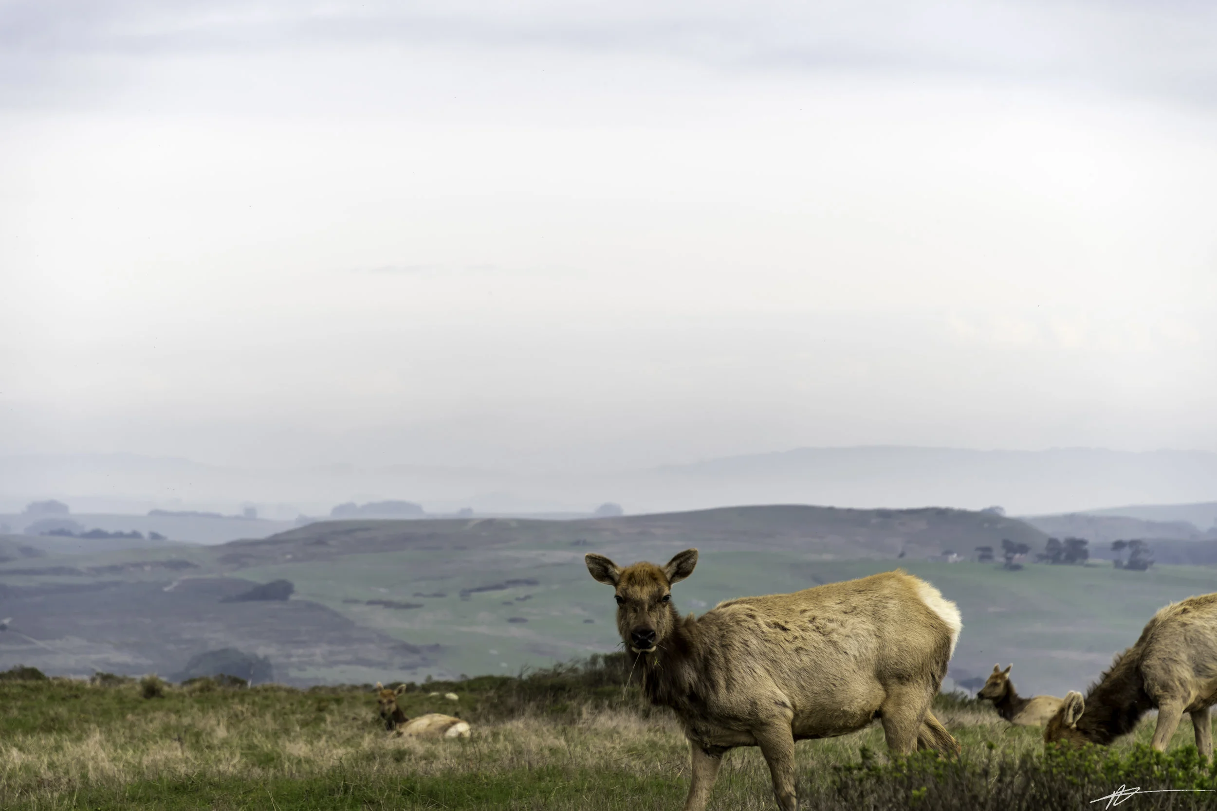 Tomales Point-127.jpg