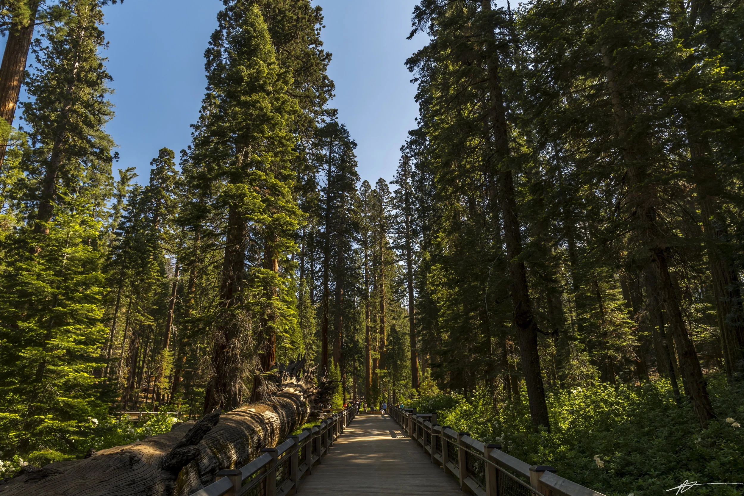 Yosemite-253.jpg