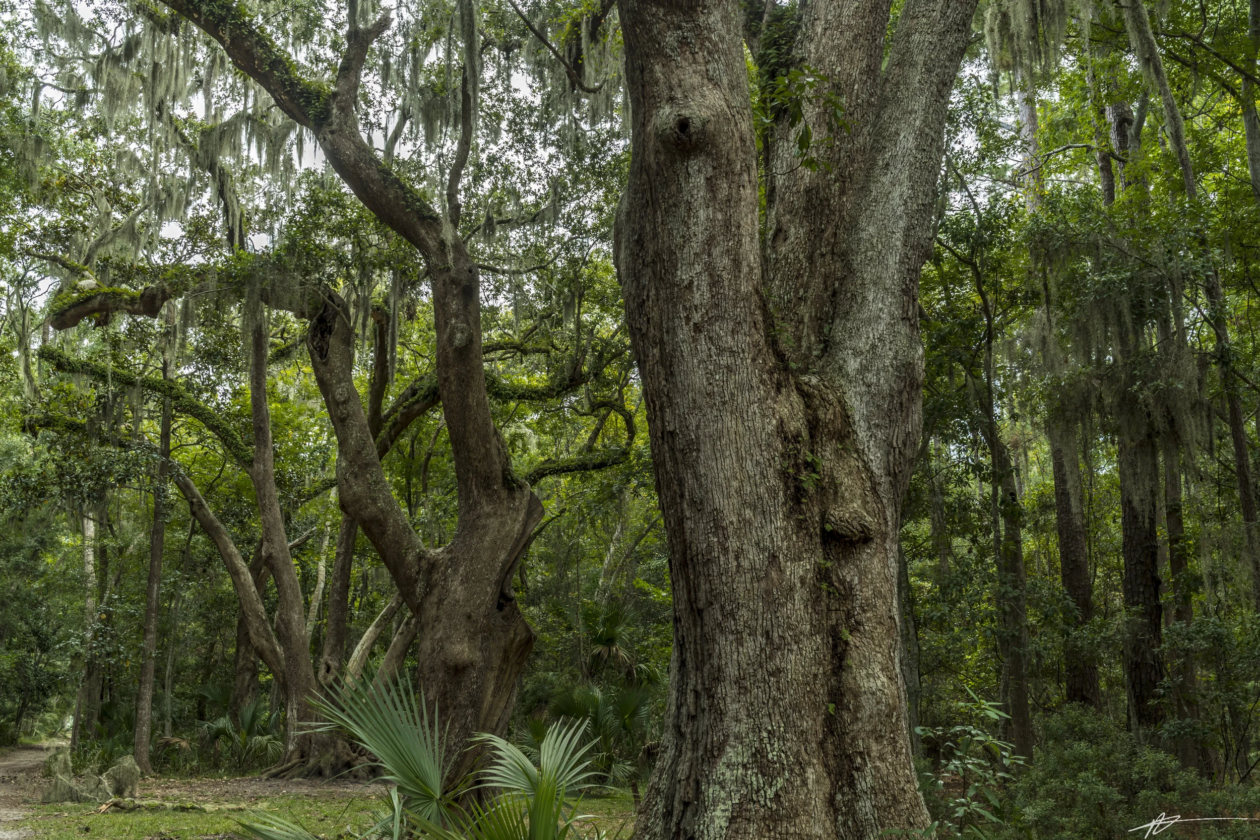 Savannah-11.jpg