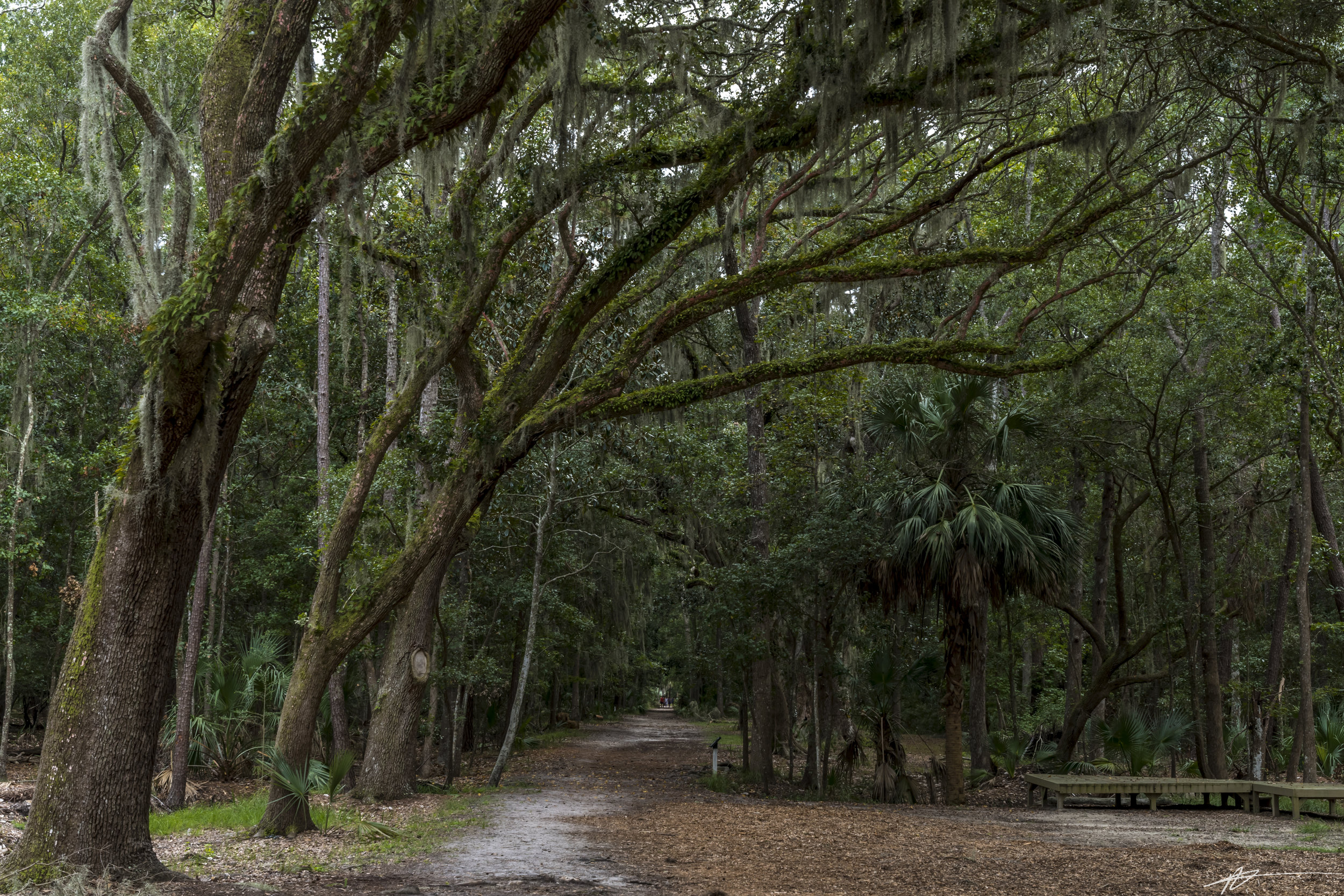Savannah-3.jpg
