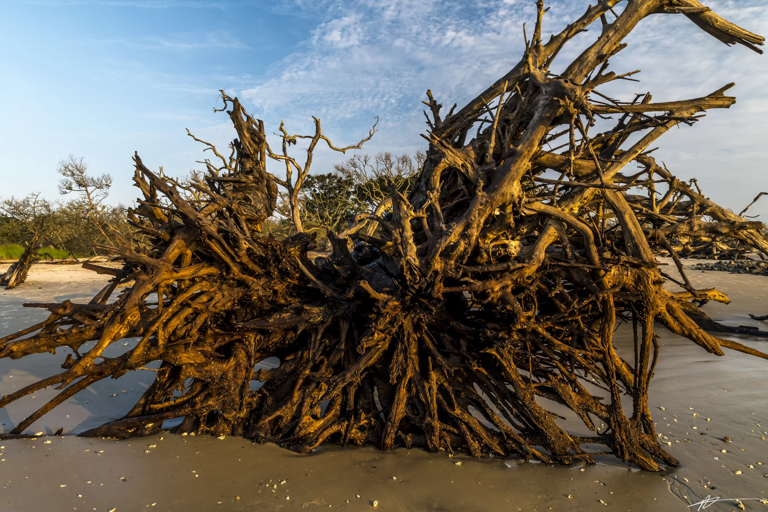 Driftwood Beach-62.jpg