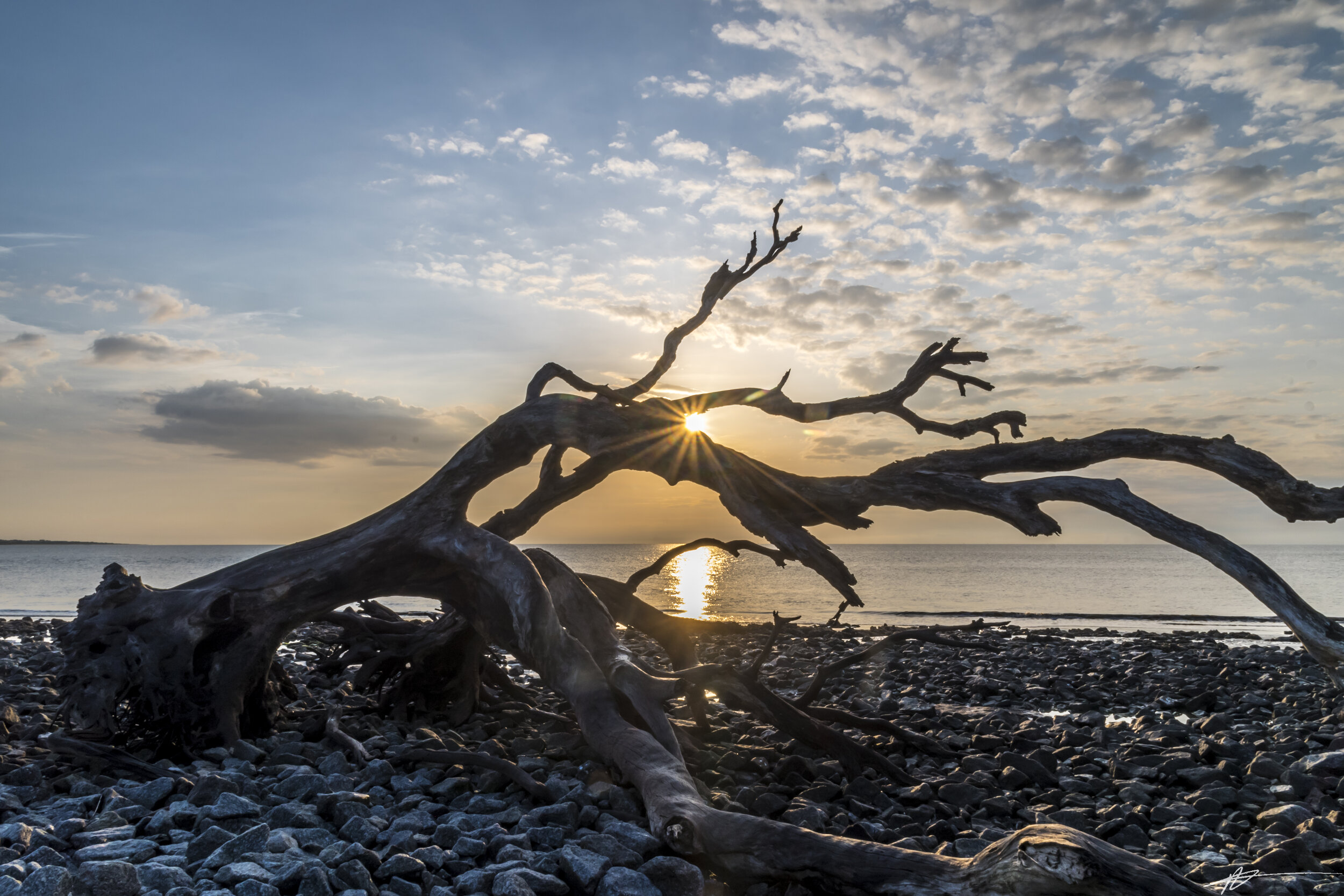 Driftwood Beach-60.jpg