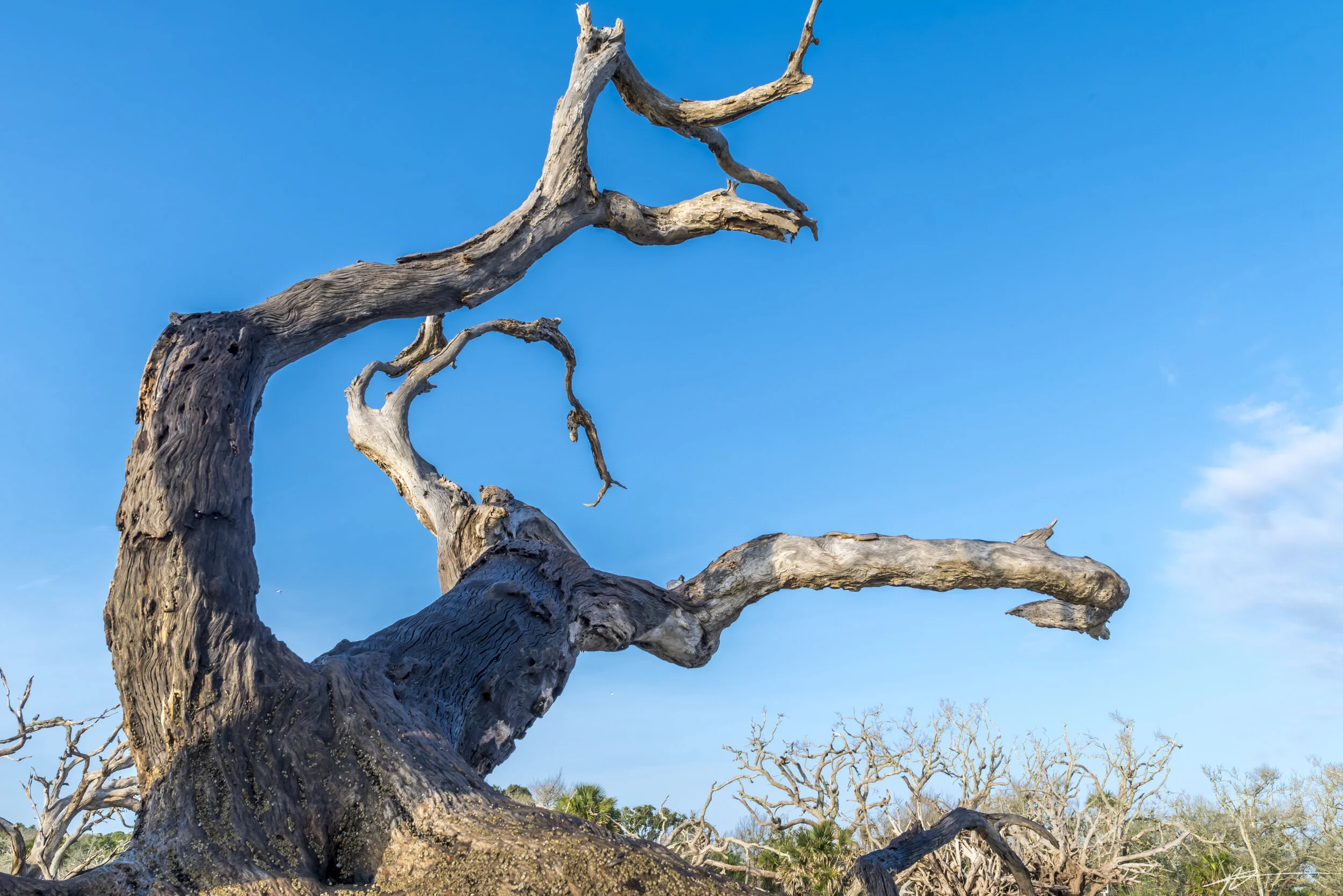 Driftwood Beach-70.jpg