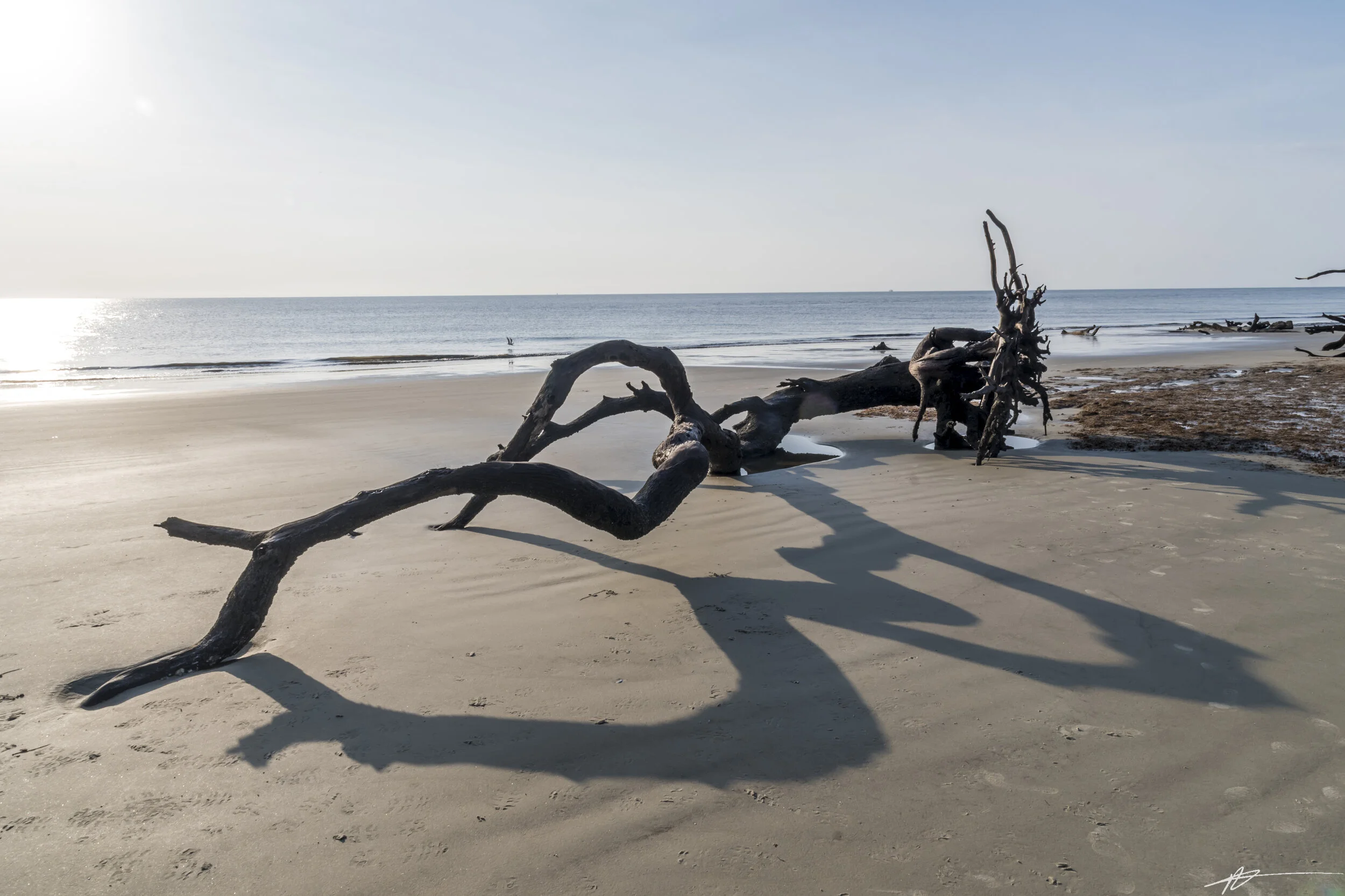 Driftwood Beach-83.jpg