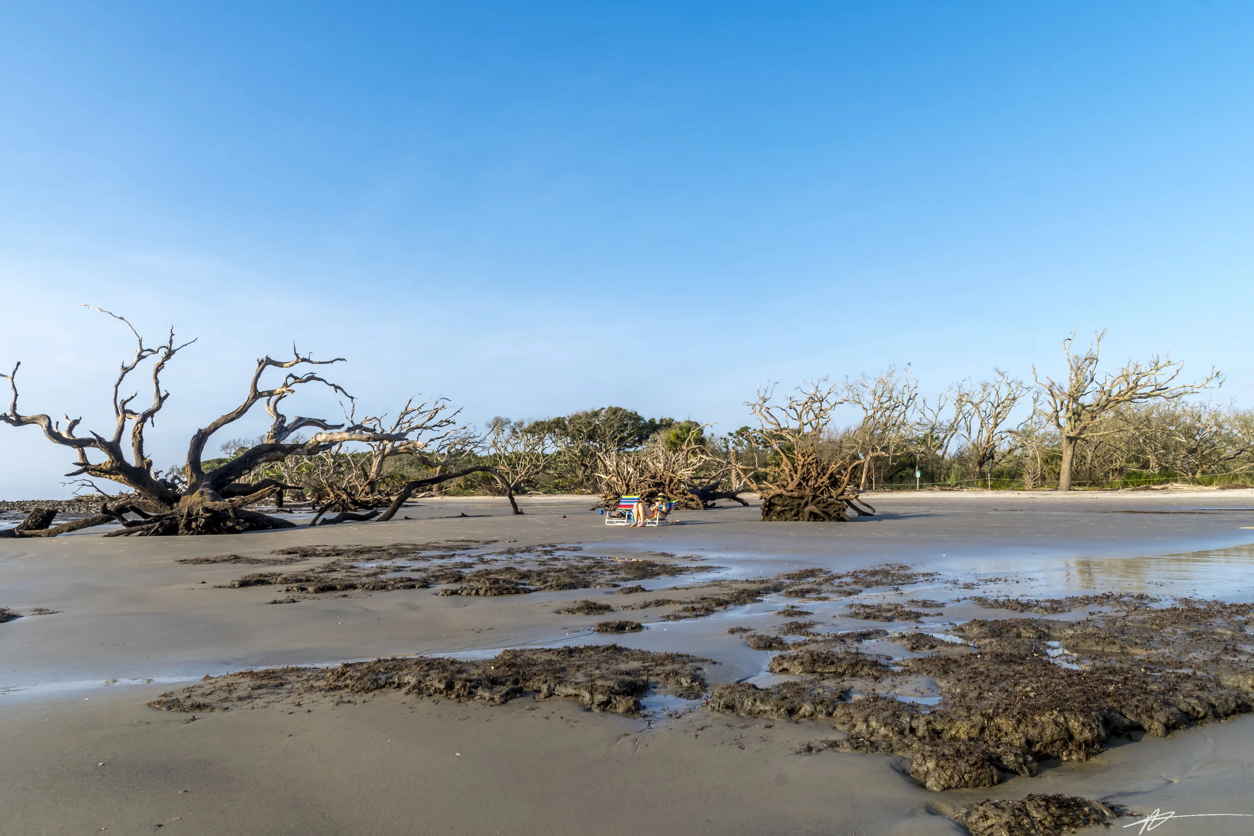 Driftwood Beach-98.jpg
