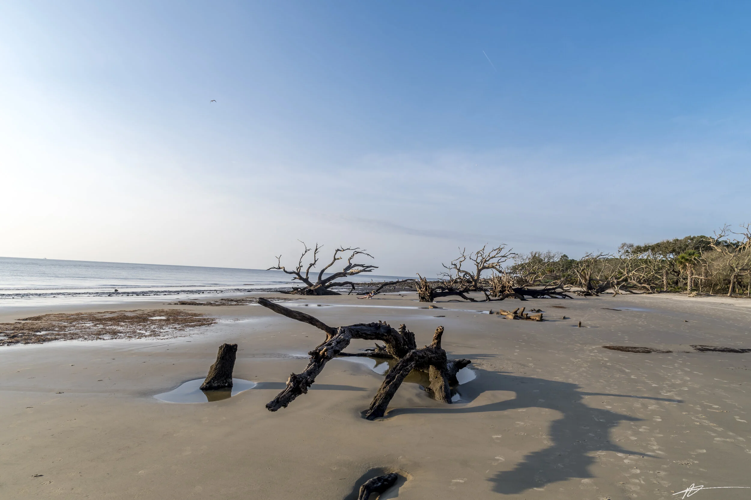 Driftwood Beach-77.jpg