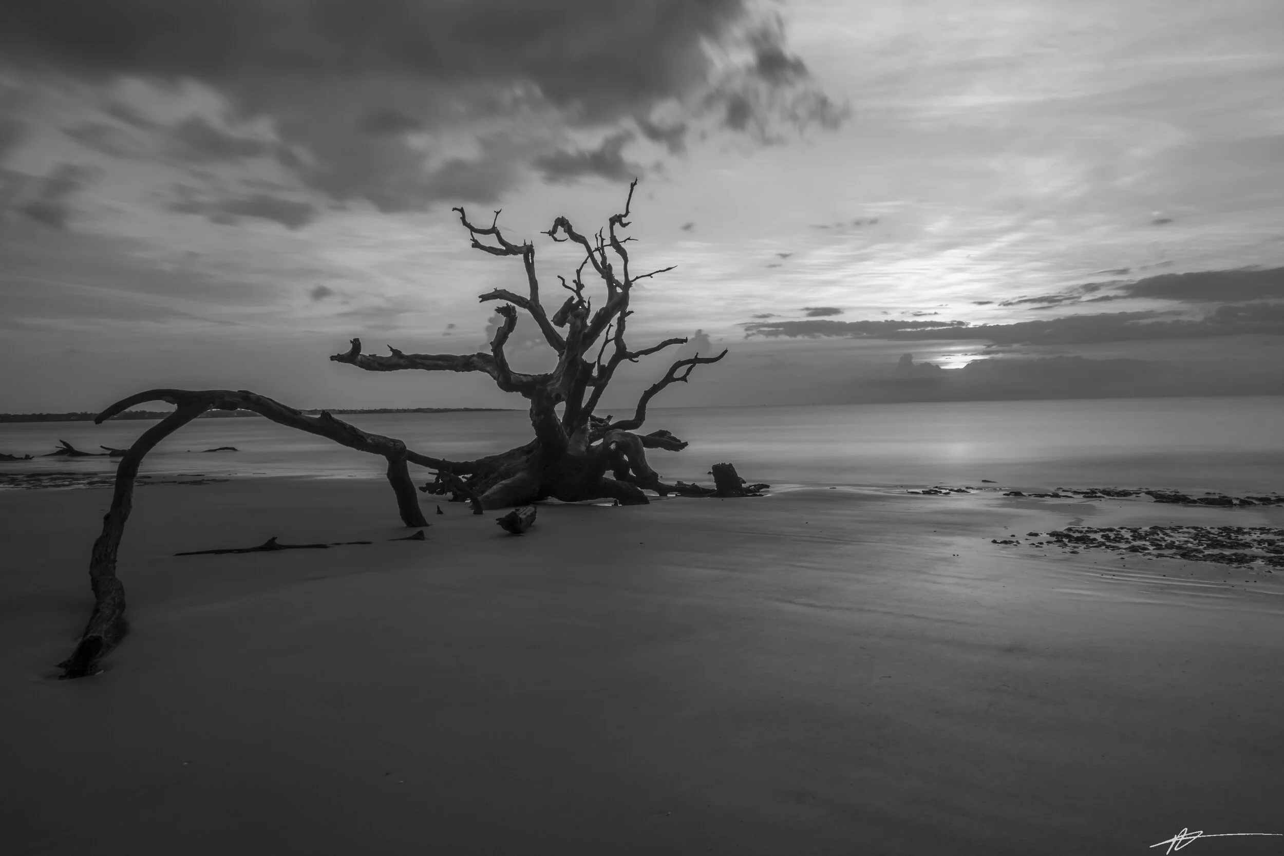 Driftwood Beach-39.jpg