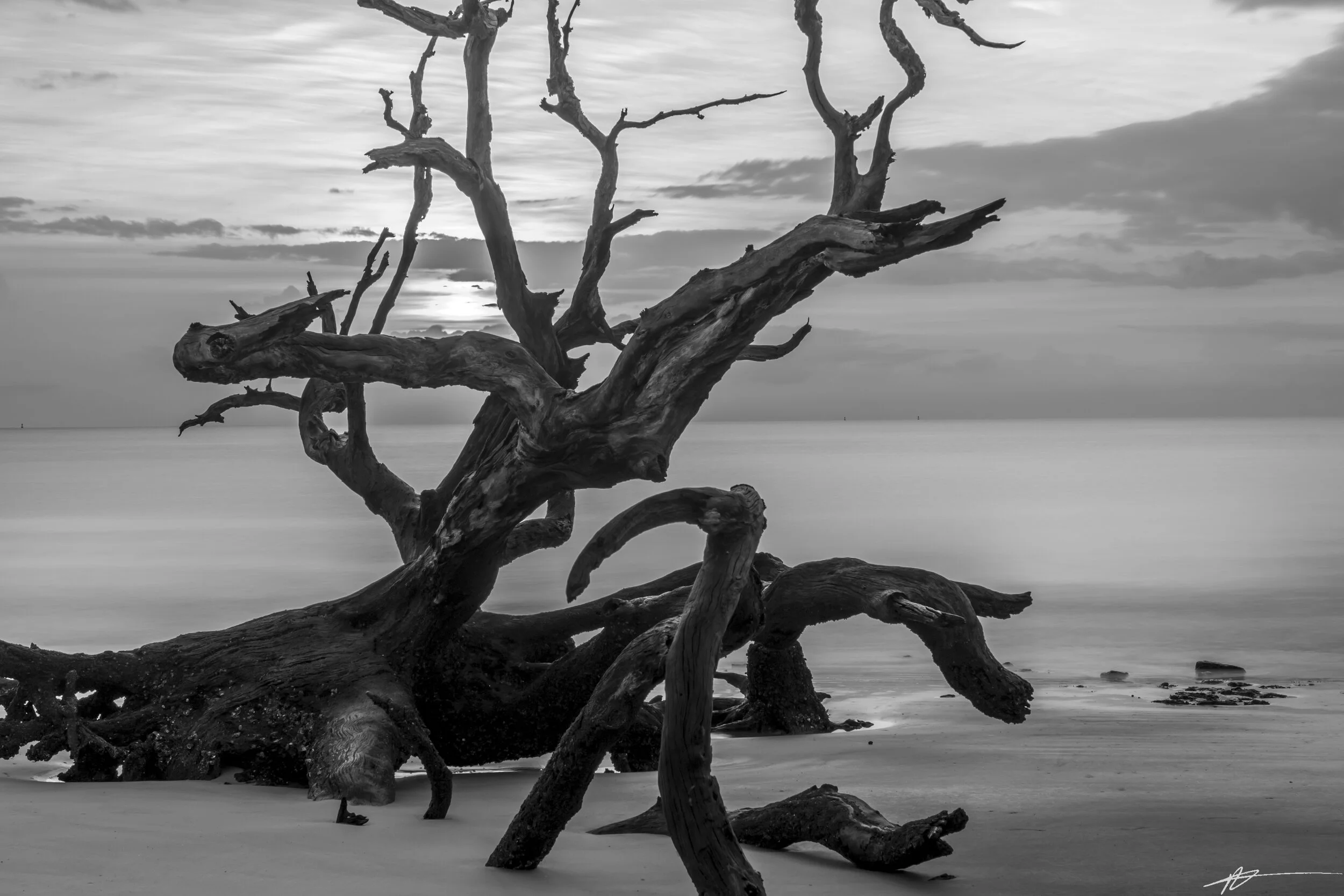 Driftwood Beach-42.jpg