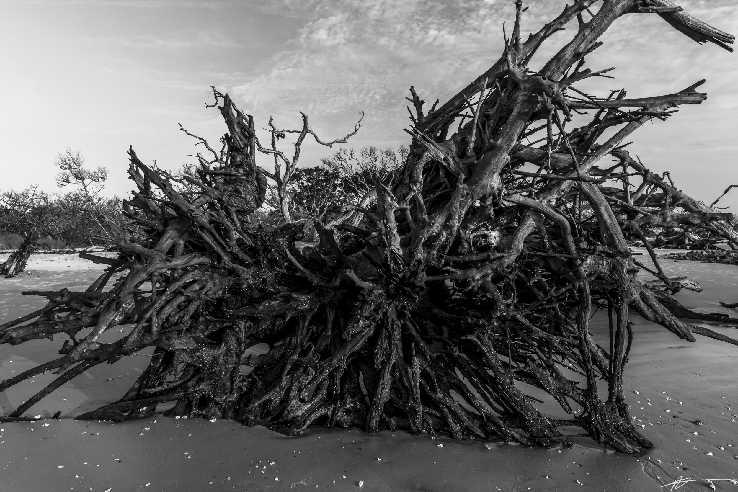 Driftwood Beach-62.jpg