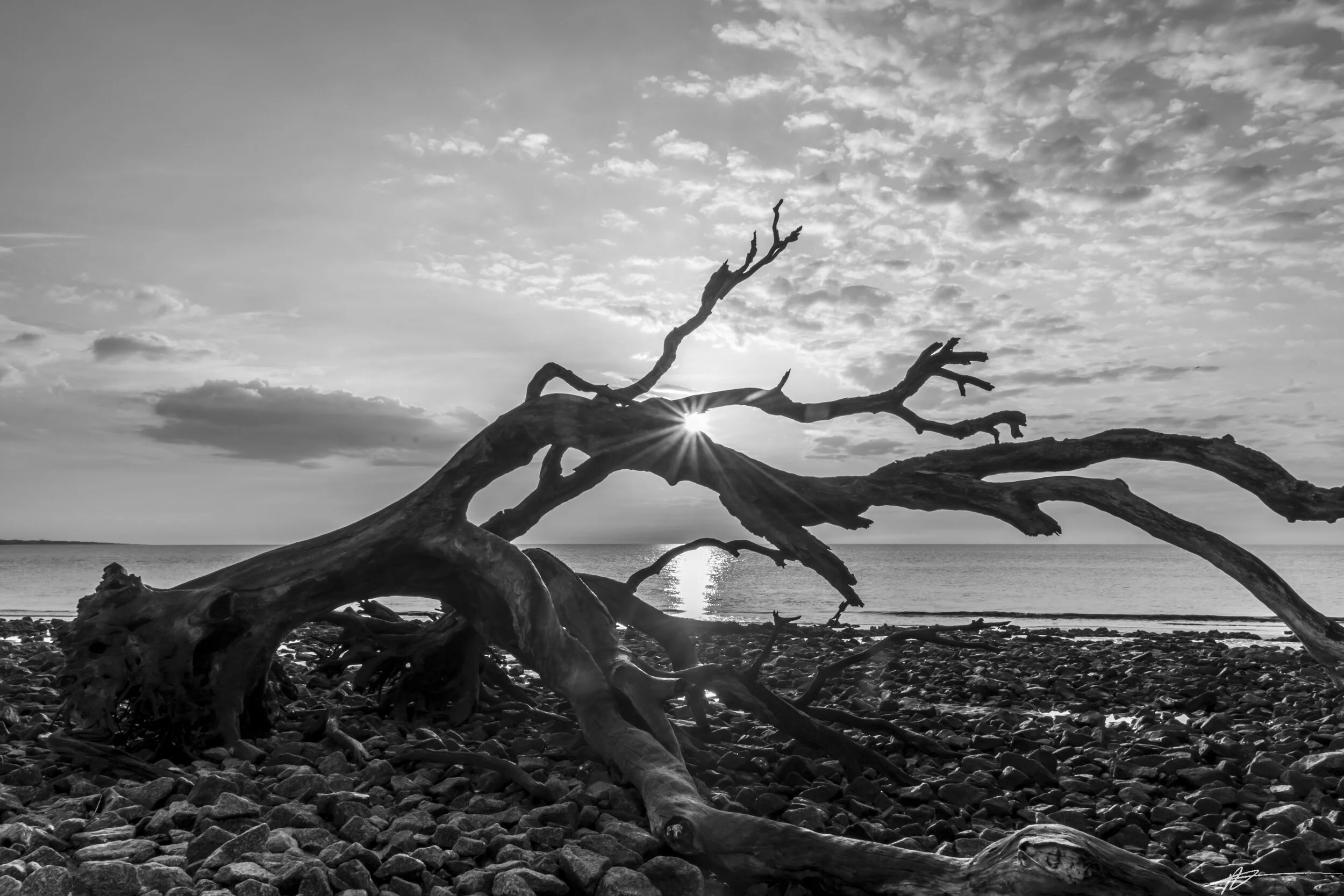 Driftwood Beach-60.jpg