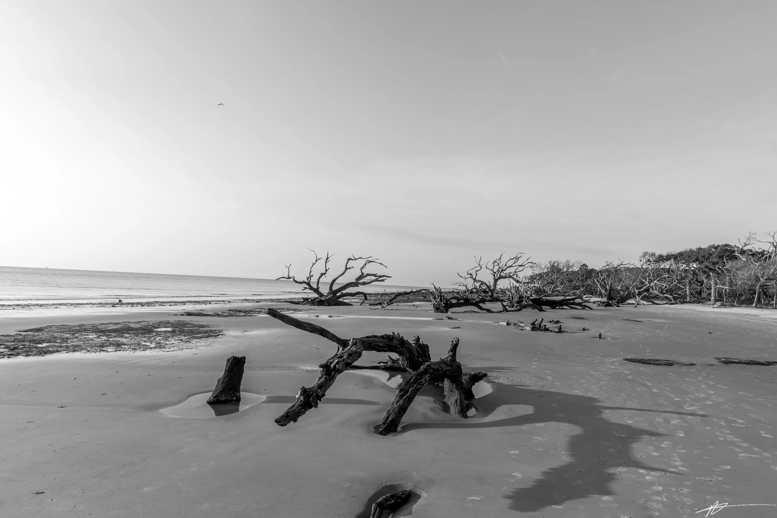 Driftwood Beach-77.jpg