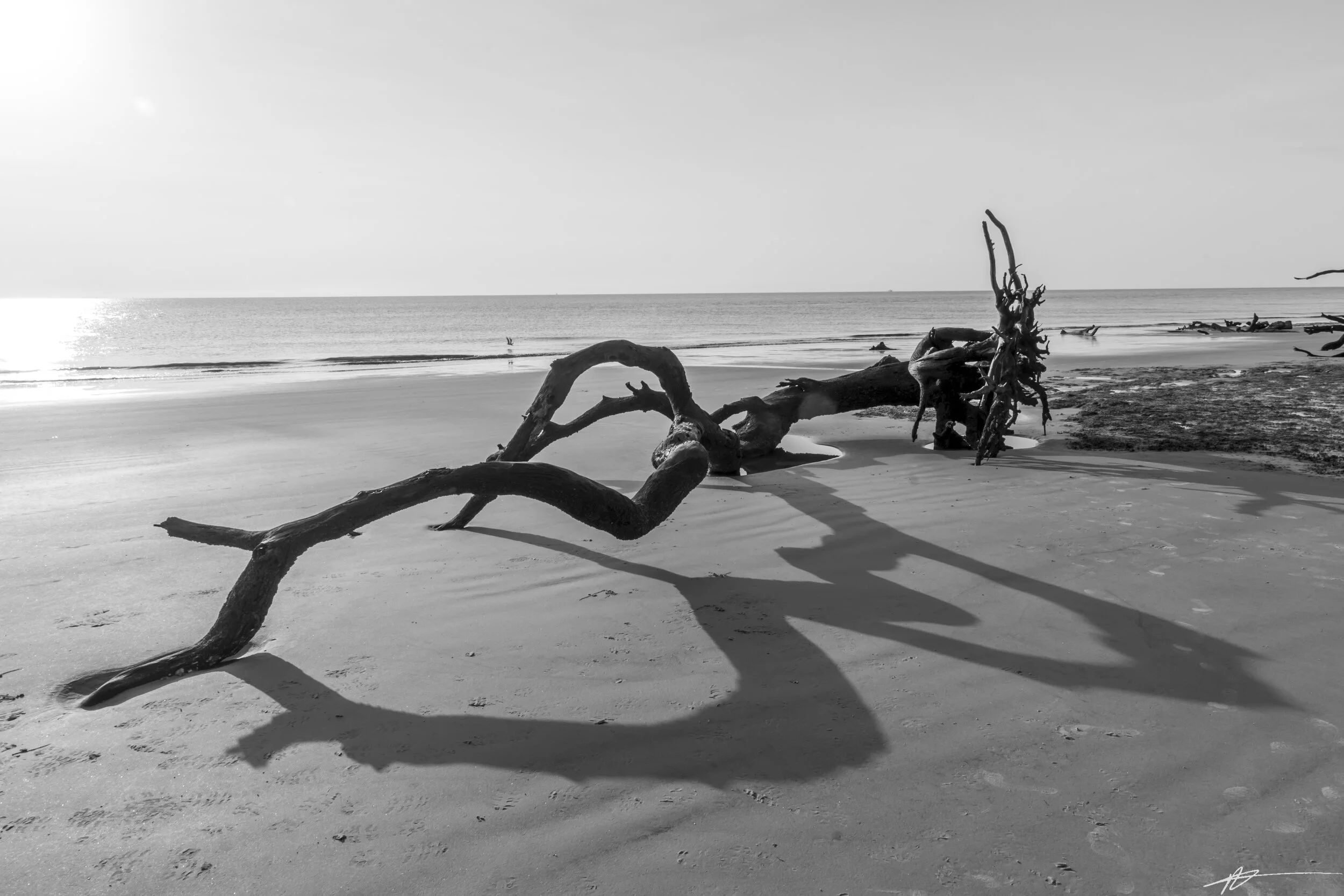 Driftwood Beach-83.jpg