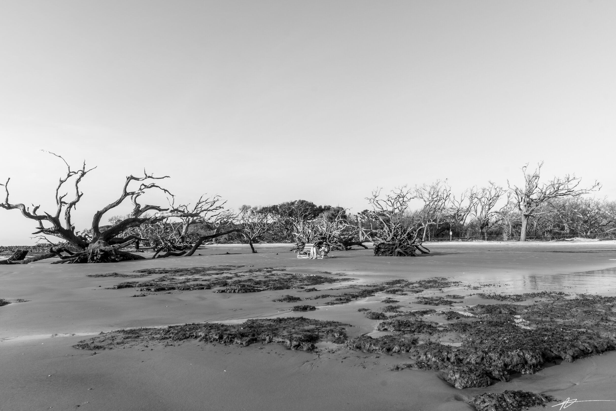 Driftwood Beach-98.jpg