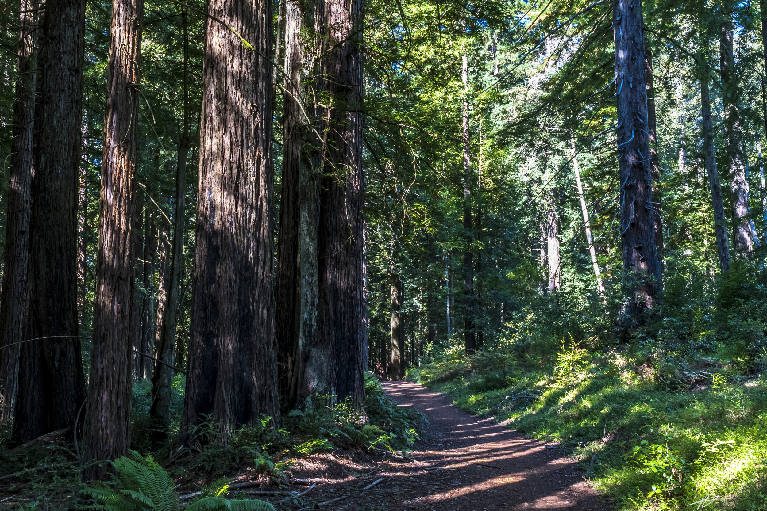 Bay Area 2022-9429.jpg