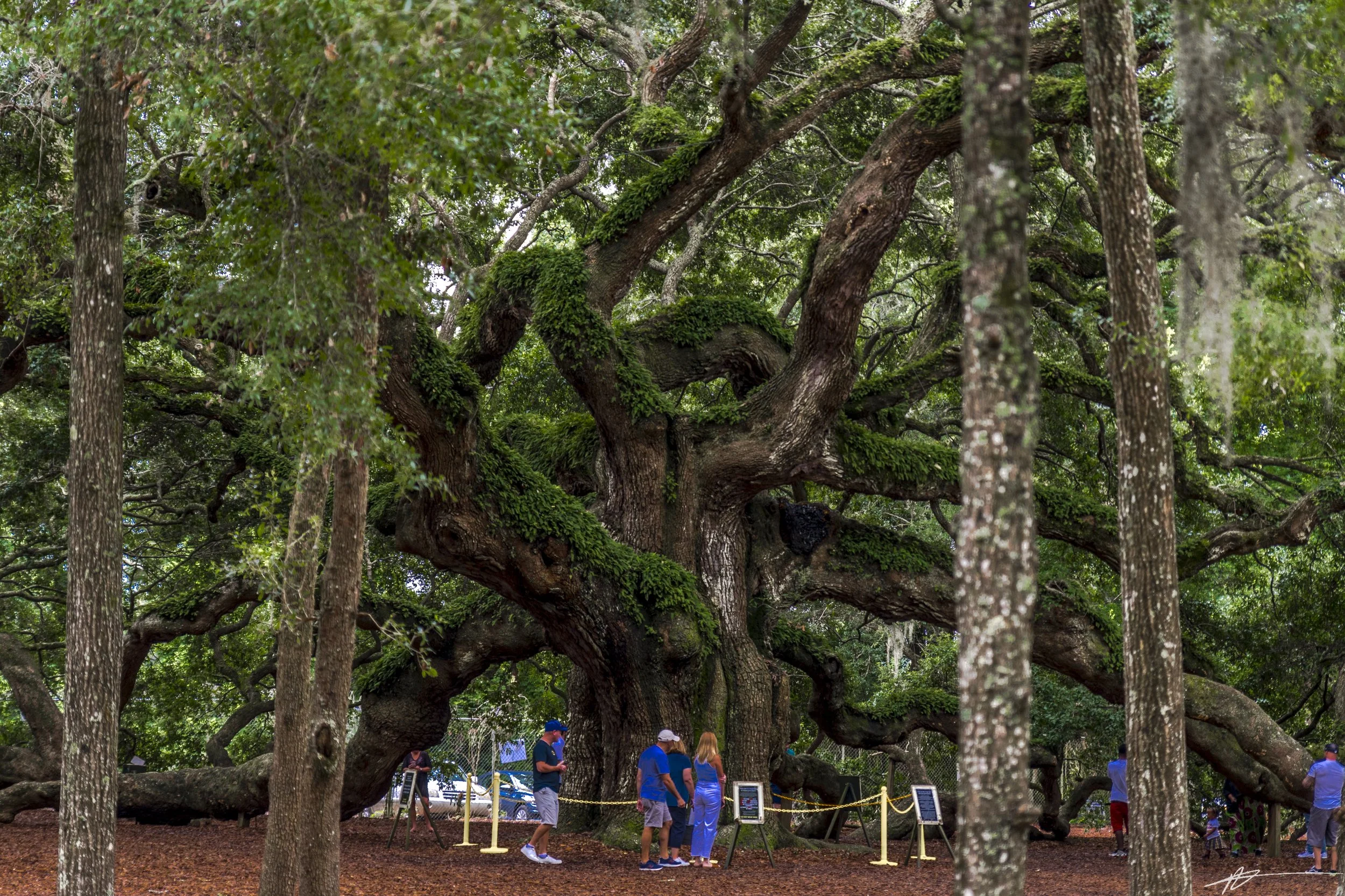 Charleston-8158.jpg