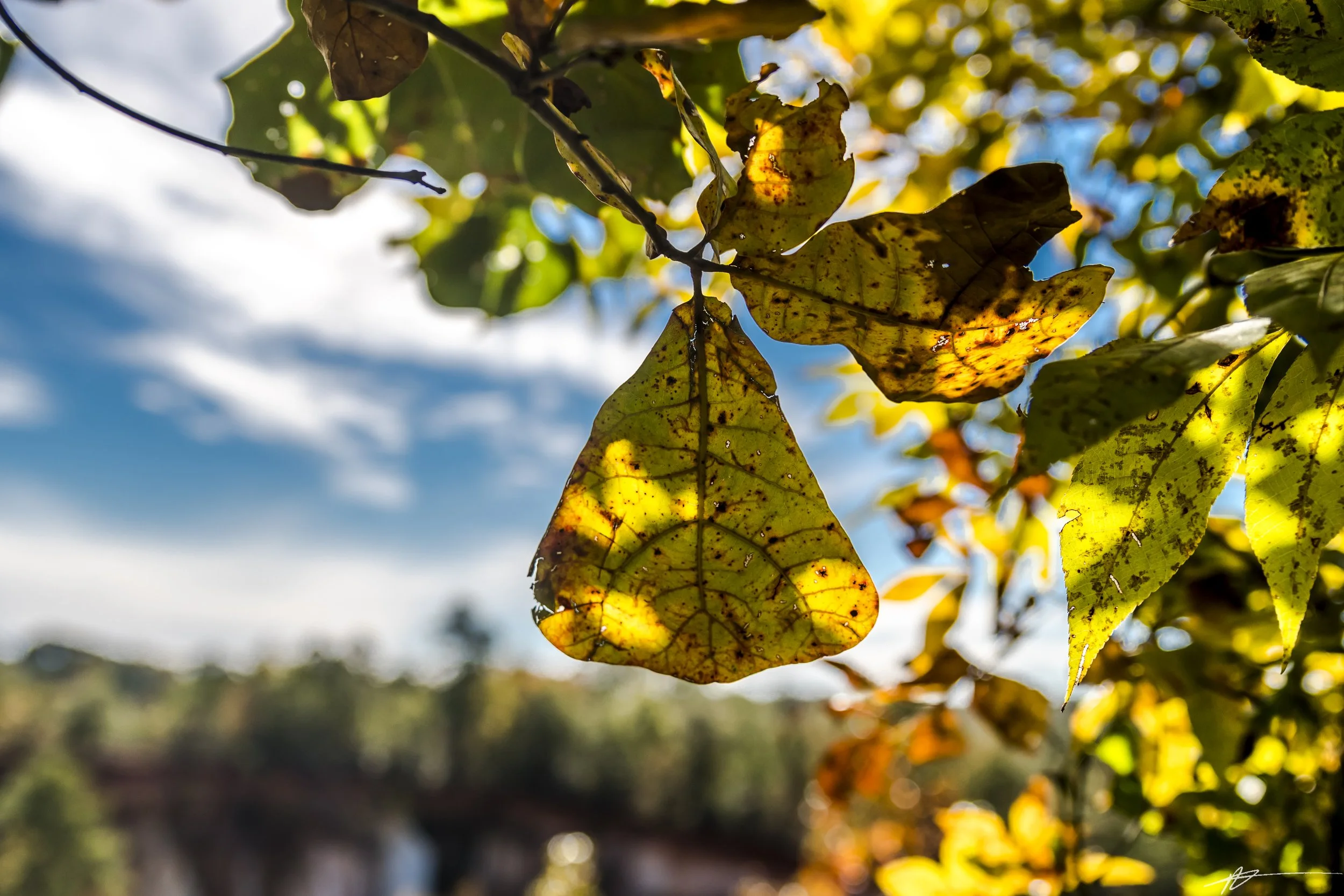 Providence Canyon State Park-8318.jpg
