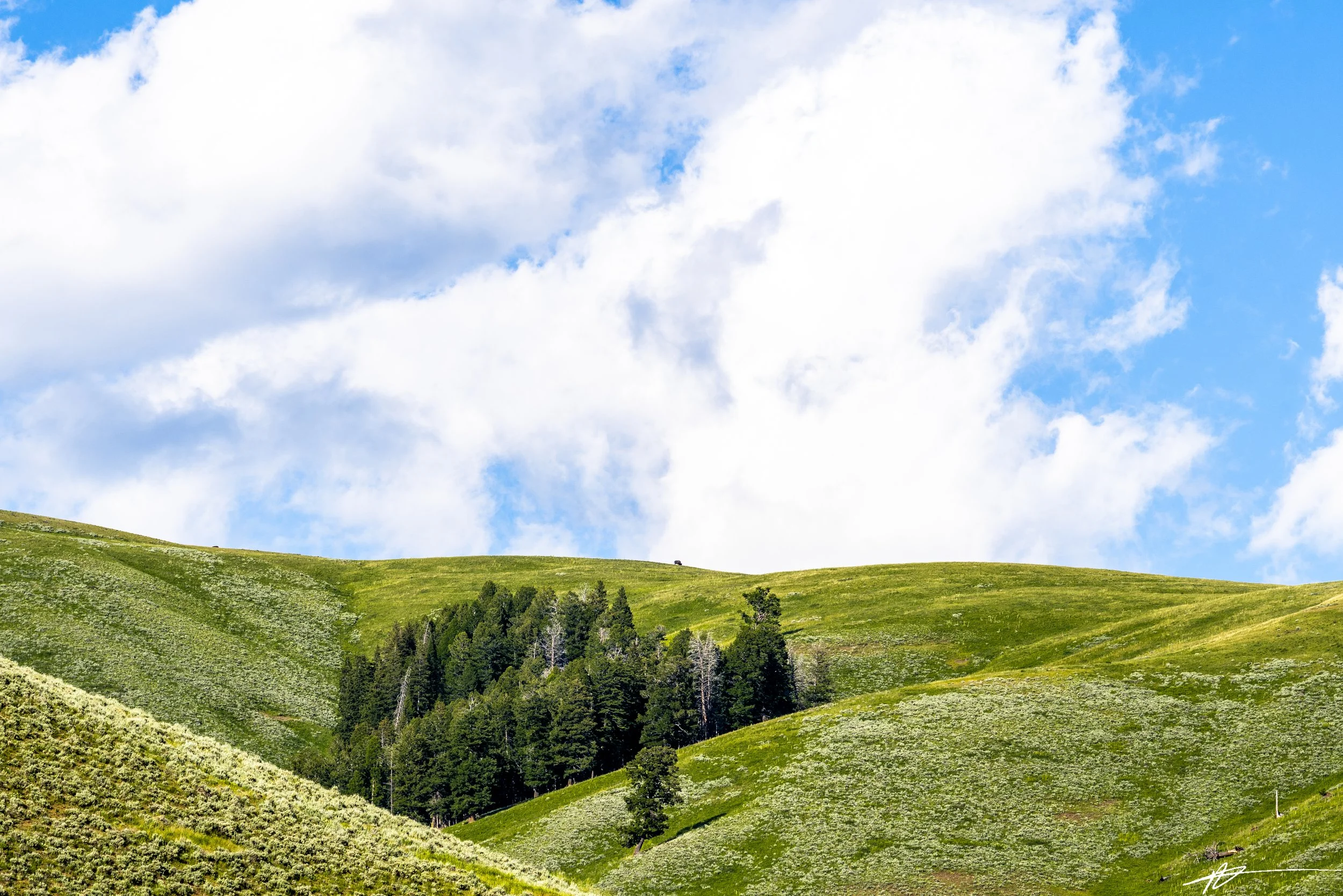 Yellowstone-1390-87.jpg