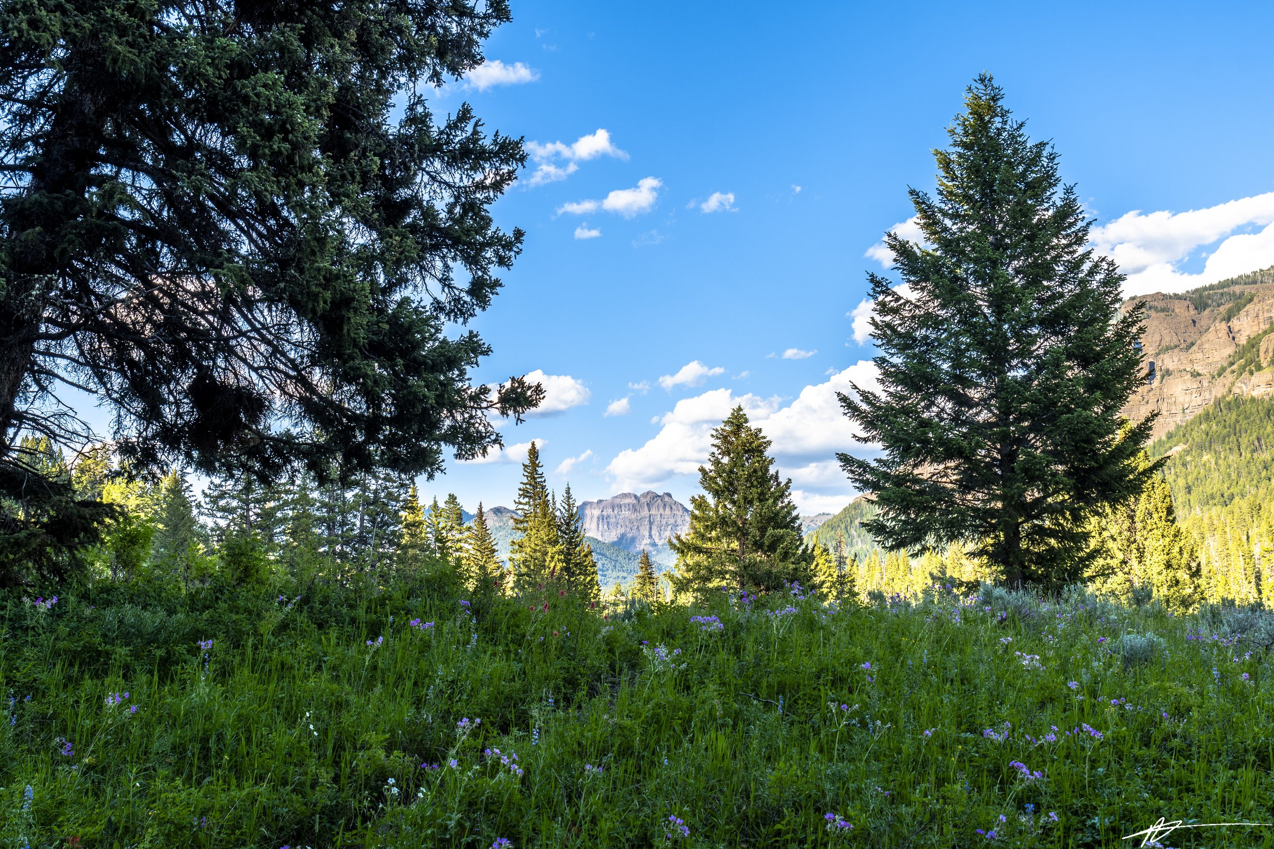 Yellowstone-1445-95.jpg