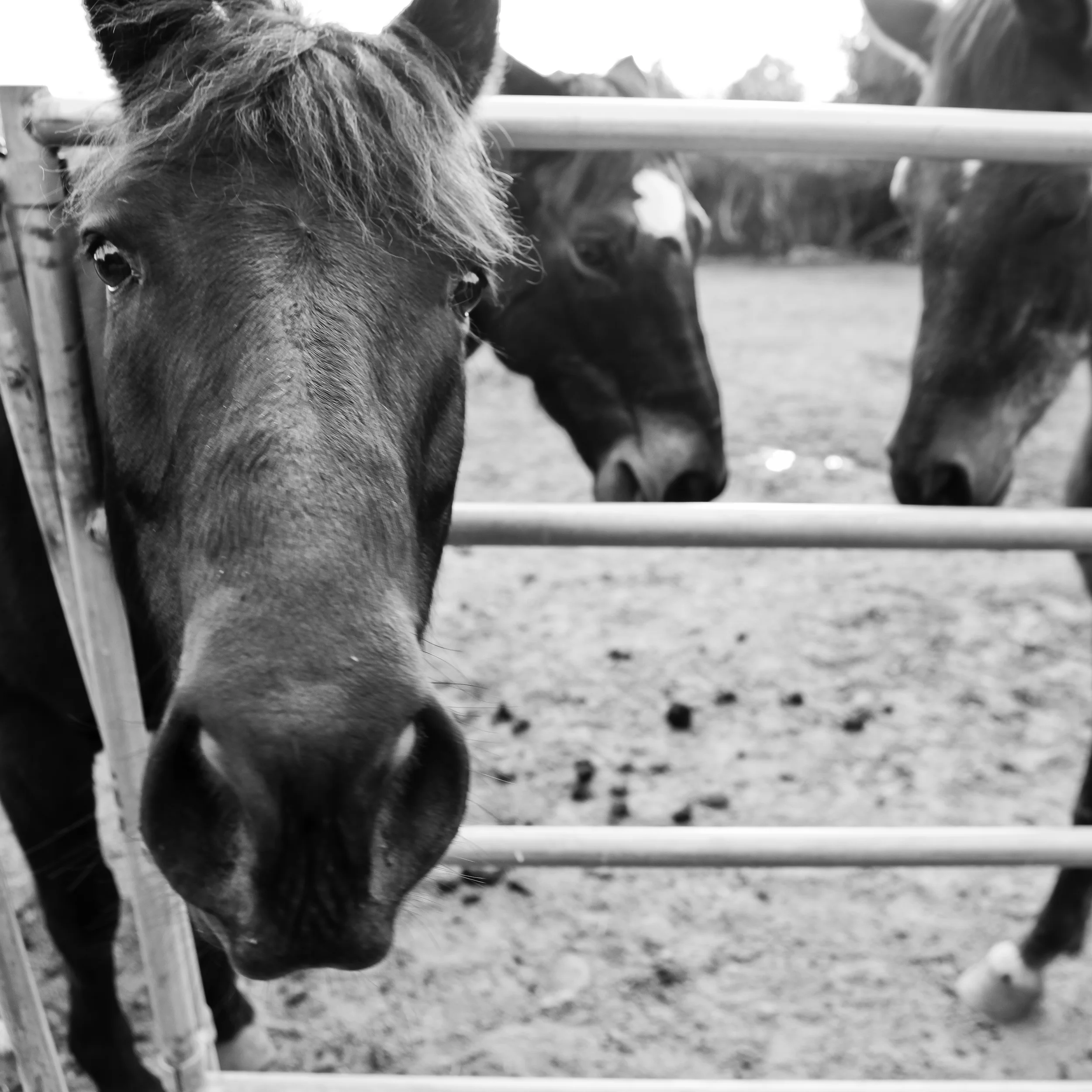 equus9-1.jpg