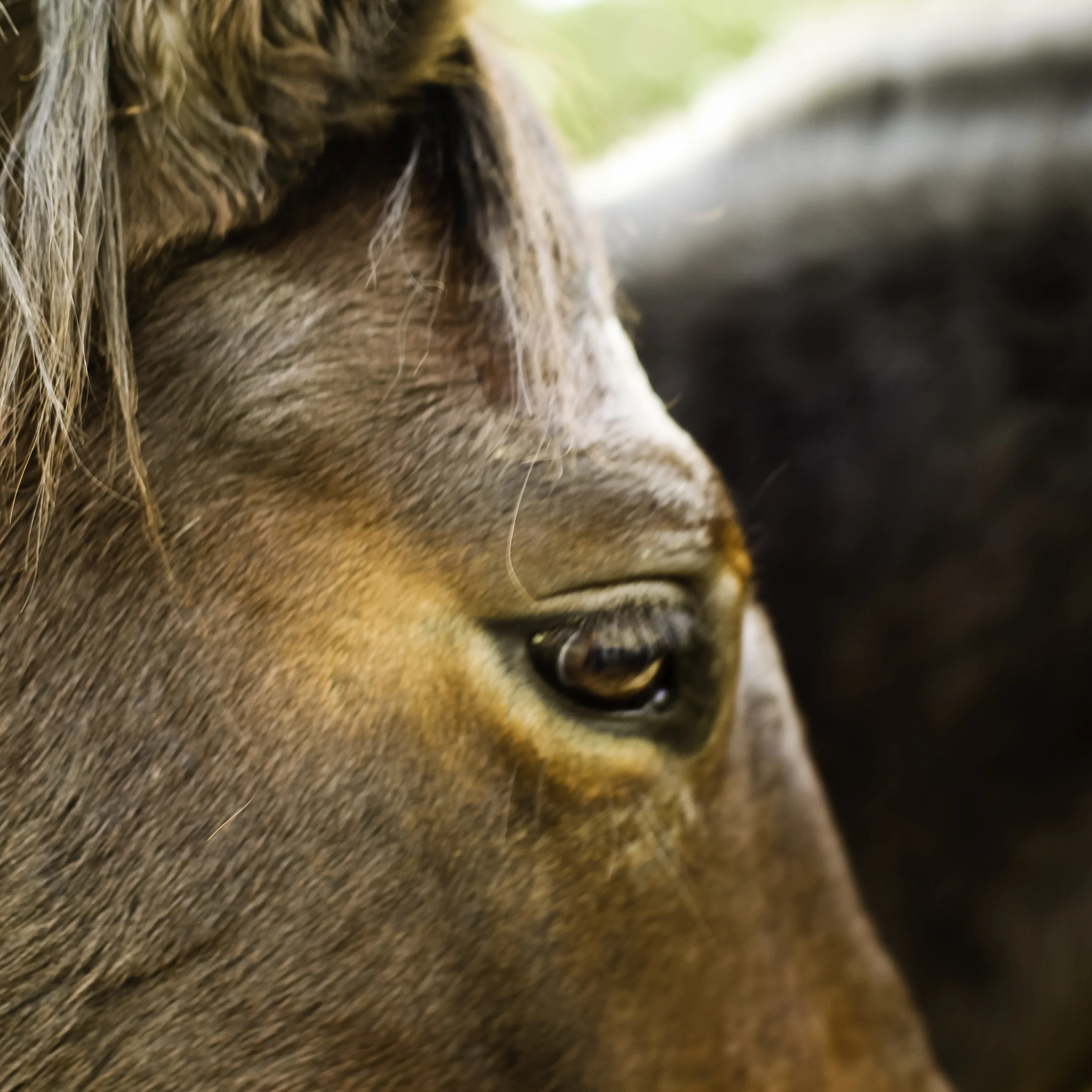 equus11-1.jpg