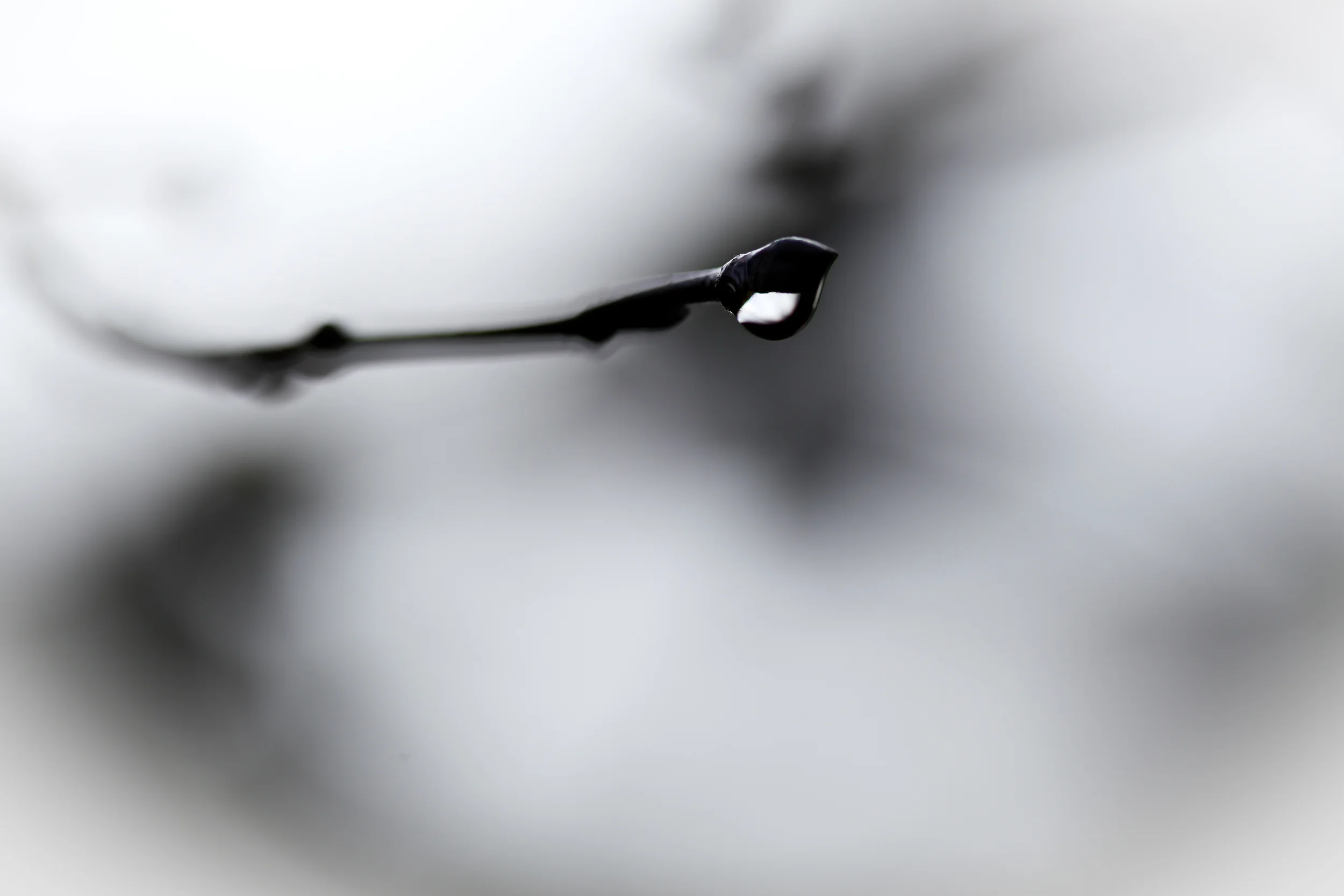 ch-2012-buds&drops-19.jpg
