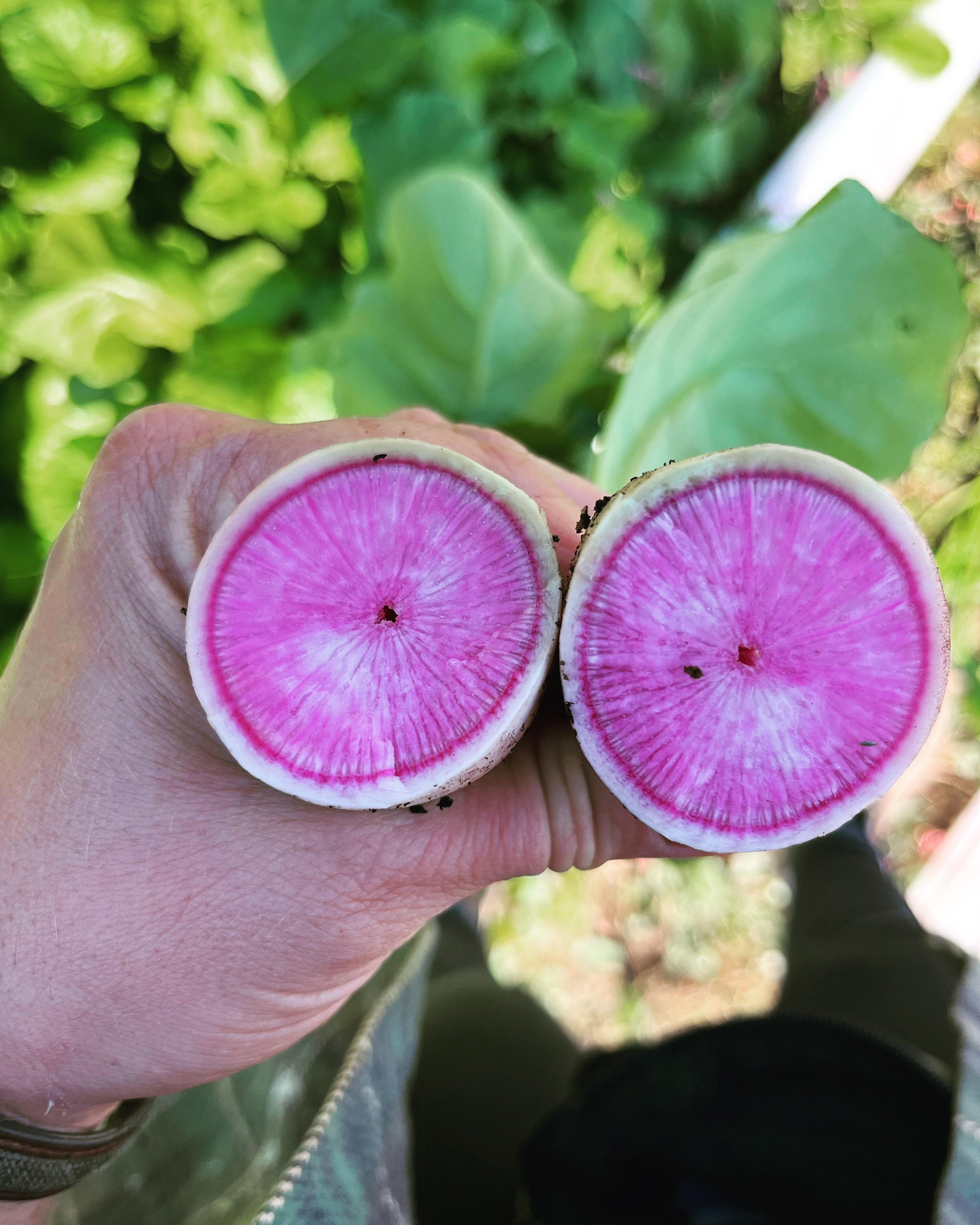 watermelon radish.jpg