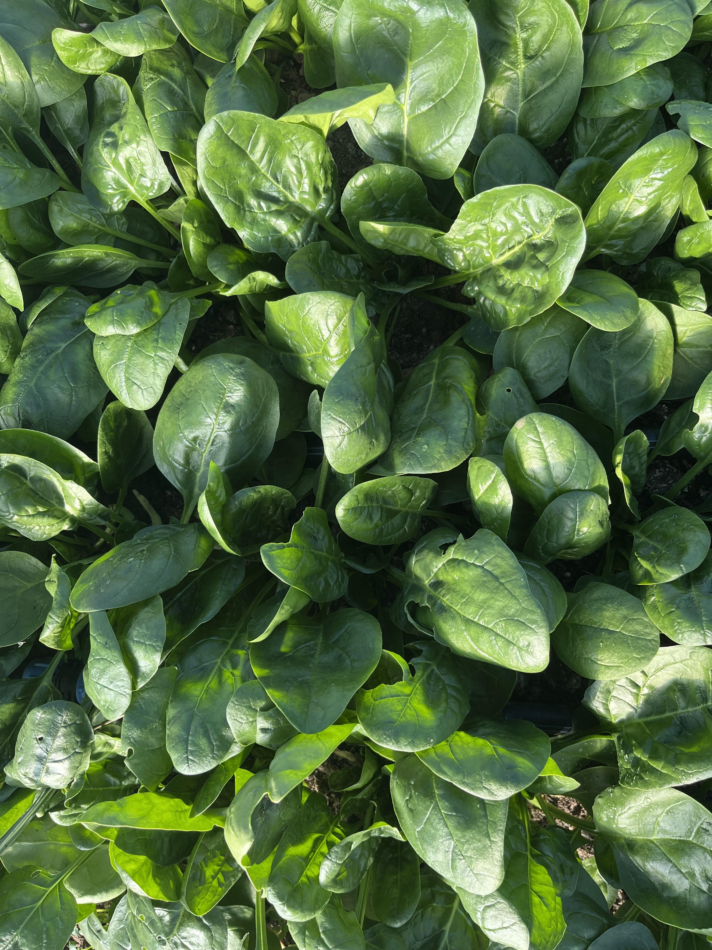 spinach large 2.jpg