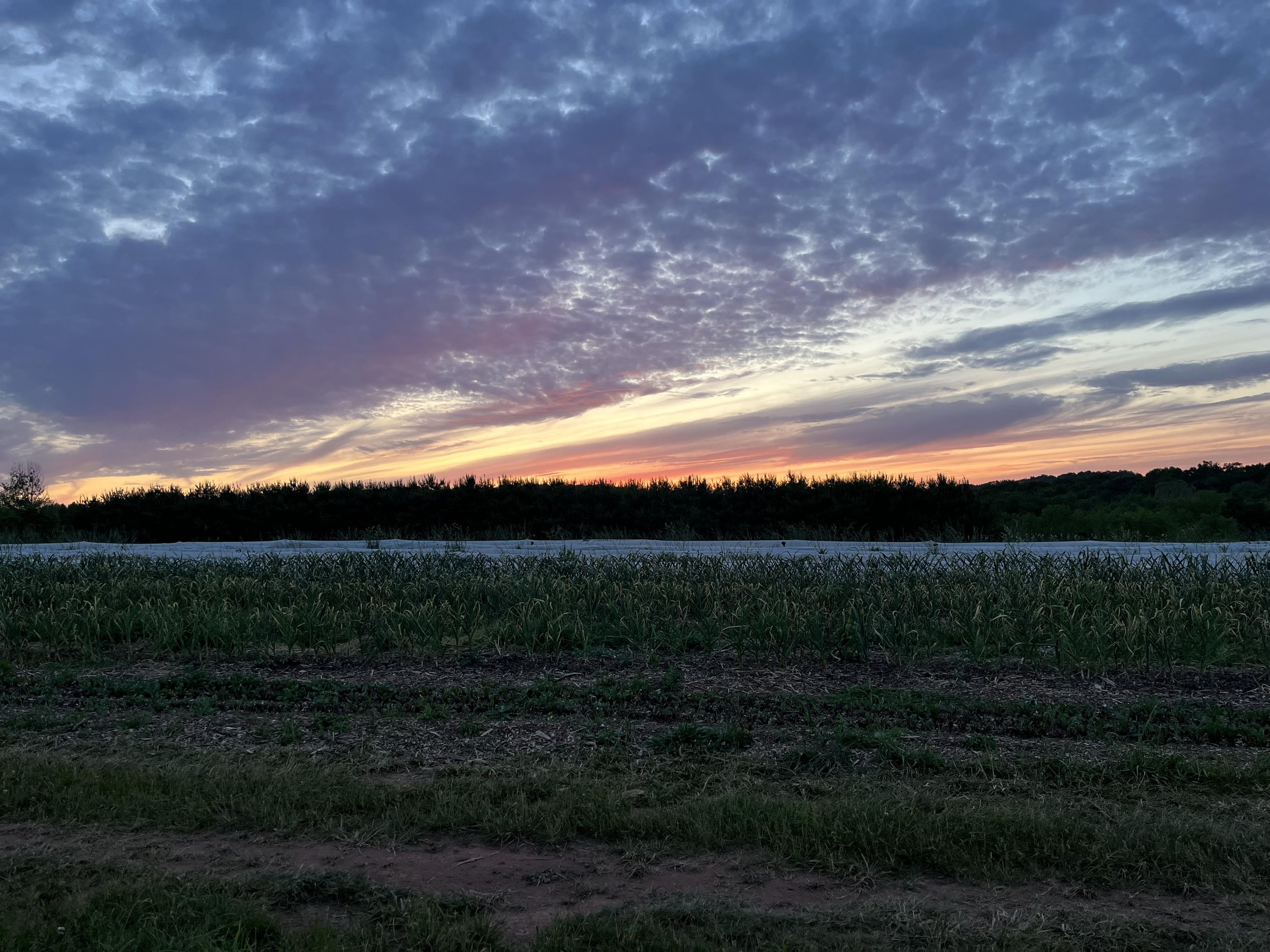 farm sunset.jpg