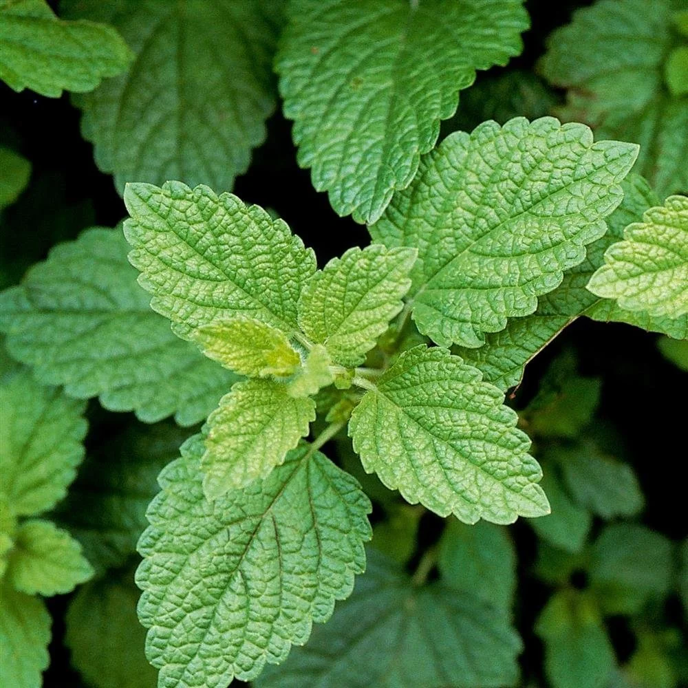 lemon balm 1500.jpg