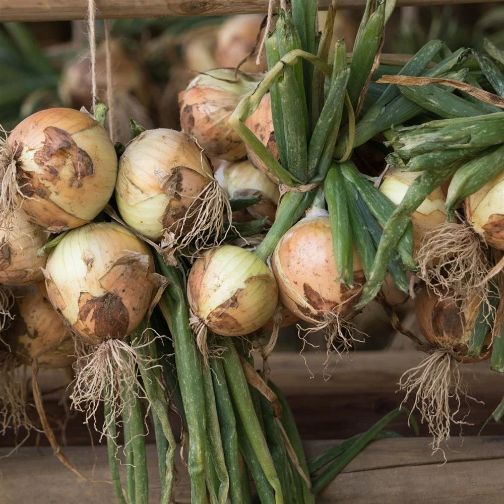 fresh onion.jpg