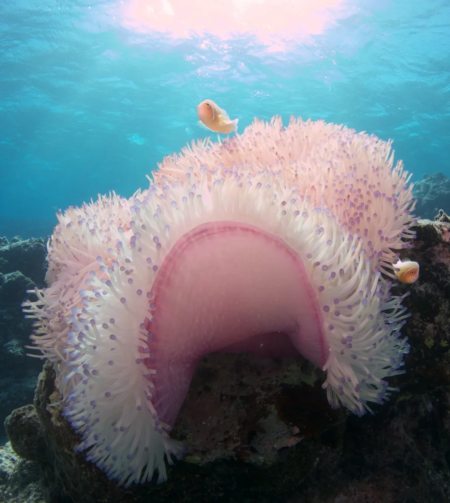 clownfish.jpg