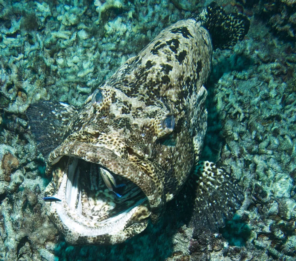 cod cleaning teeth suki ahluwalia.jpg