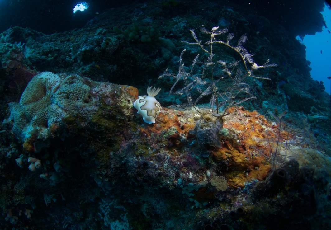 nudibranch suki ahluwalia.jpg
