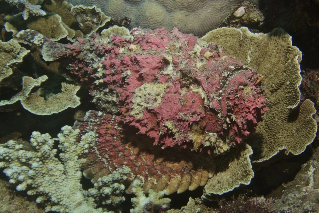 stonefish suki ahluwalia.jpg