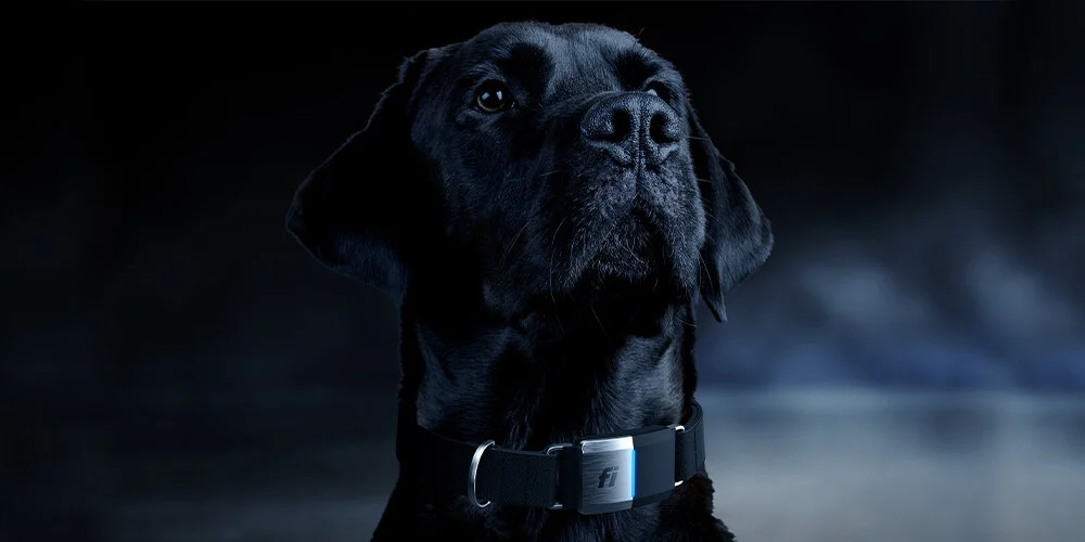 bould_barking_labs_fi_collar_night_001_1000x500_rgb_3.jpg
