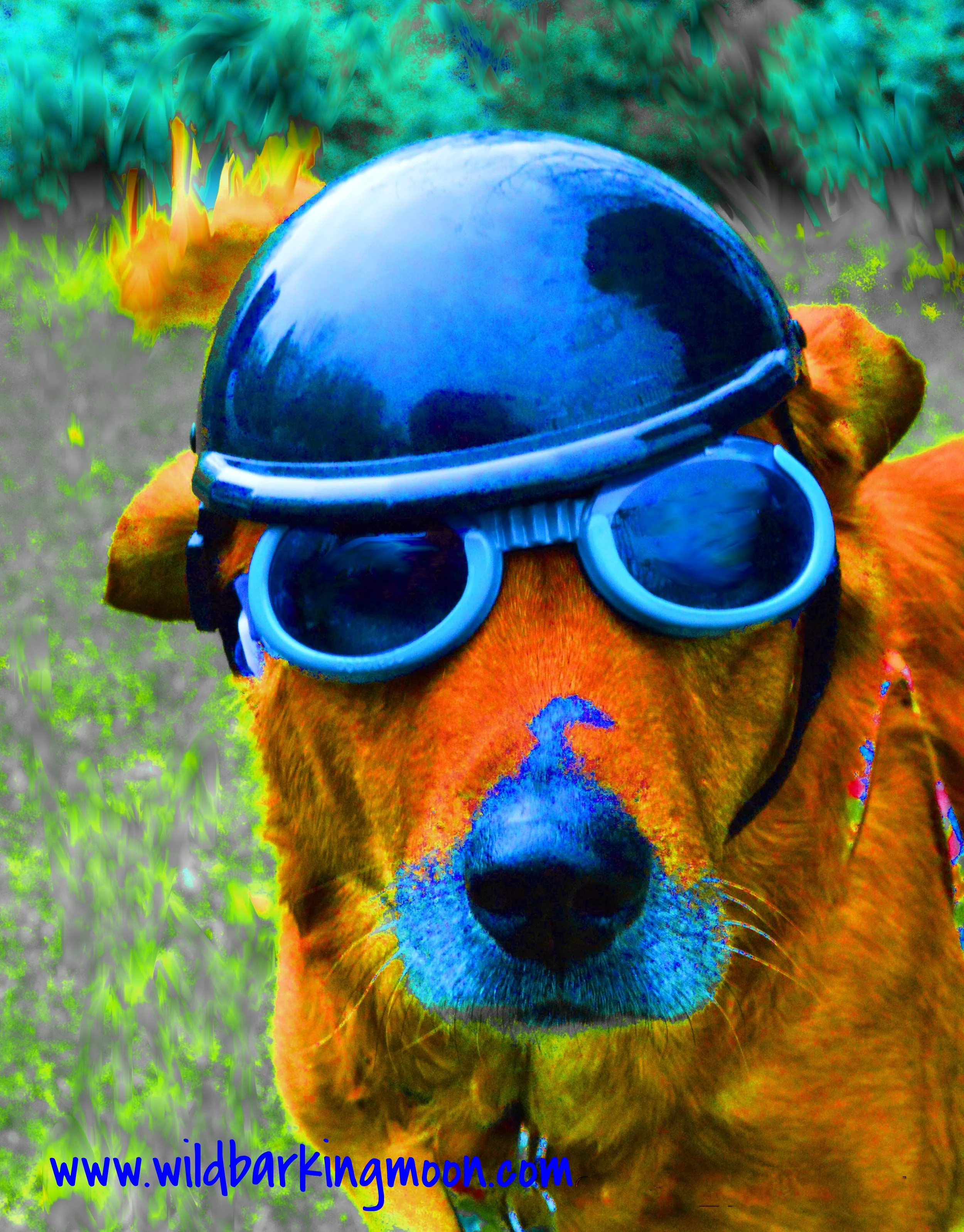 topdoggolden?final.jpg