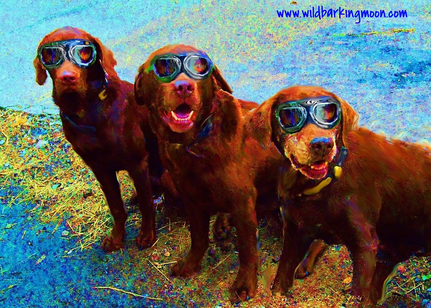 Choc labs trio 2 34 3.jpg
