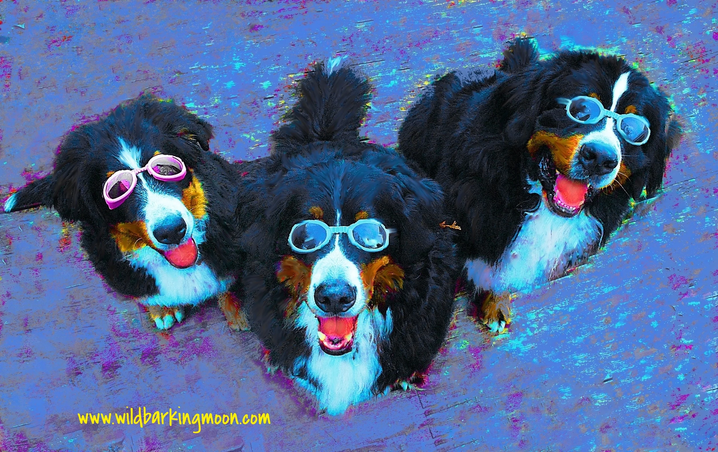 trio st. bernese 1 8x10a.jpg