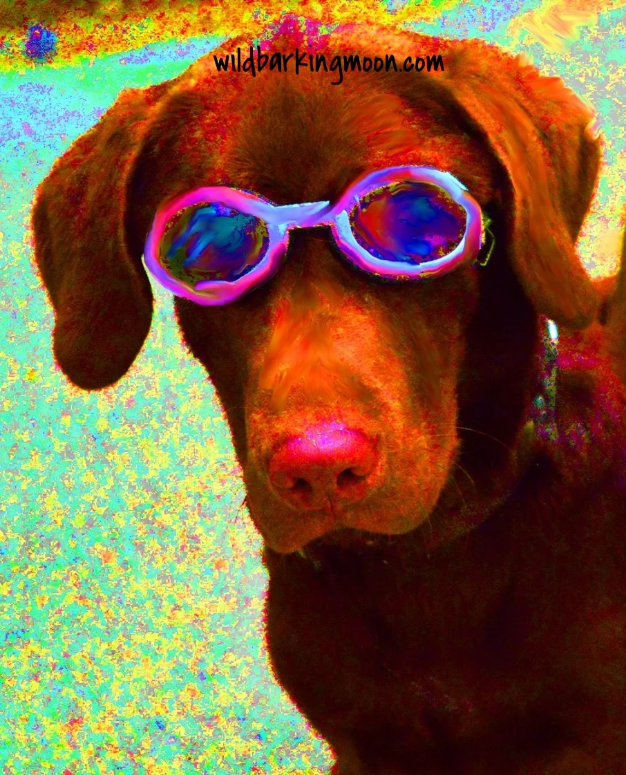 Chocolate Lab.jpg
