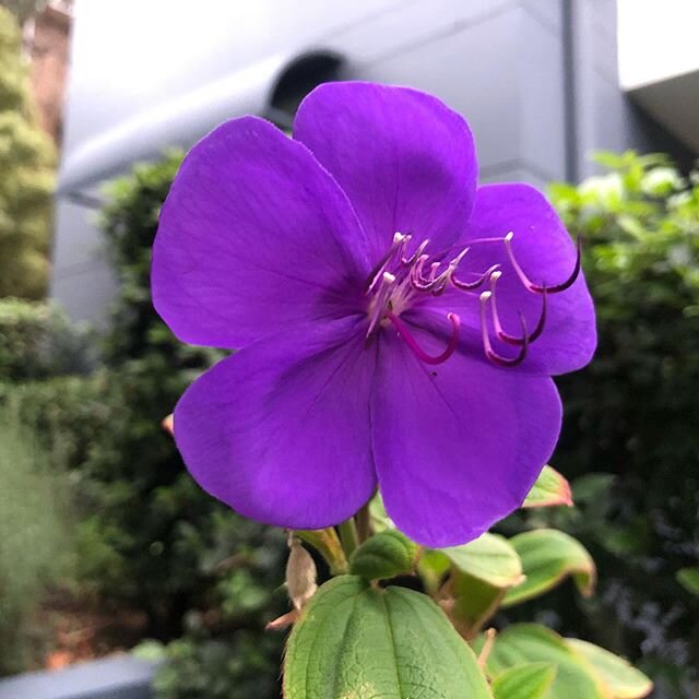 Nature helps us heal. Some beauty on our healing walk today. So stunning. #empathy #vicarioustrauma #healing #nature #purple #delight #kindness #support #gentle #ptsd #brainhealth