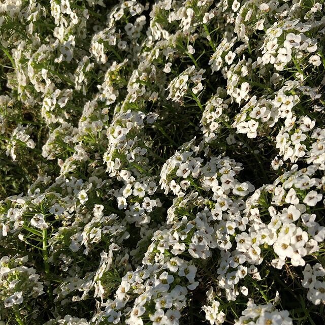 On our MOVEMENT ( let&rsquo;s not call it the E word ... exercise) walk today I saw some beautiful Alyssum flowers. 🌸
🌿When I moved out of home at the age of 15; I went to live with an aunty whom was so nurturing at the time. 🍄
Whenever I see or s