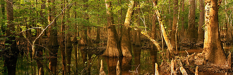 Congaree National Park, Biosphere Reserve, South Carolina