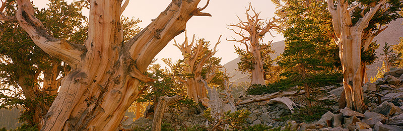 Great Basin National Park, Nevada