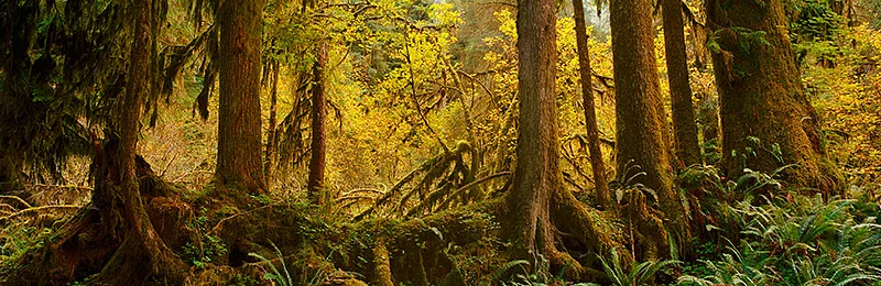 Olympic National Park, World Heritage Site, Biosphere Reserve, Washington