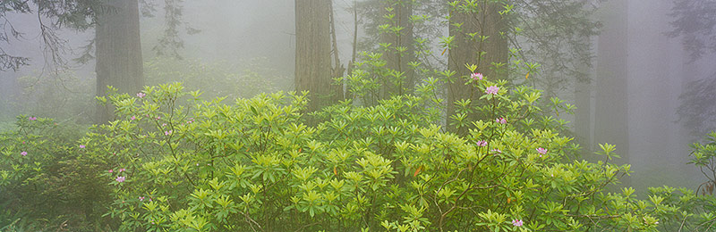 Redwood National and State Parks, World Heritage Site, Biosphere Reserve, California