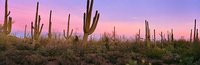 Saguaro National Park, Arizona