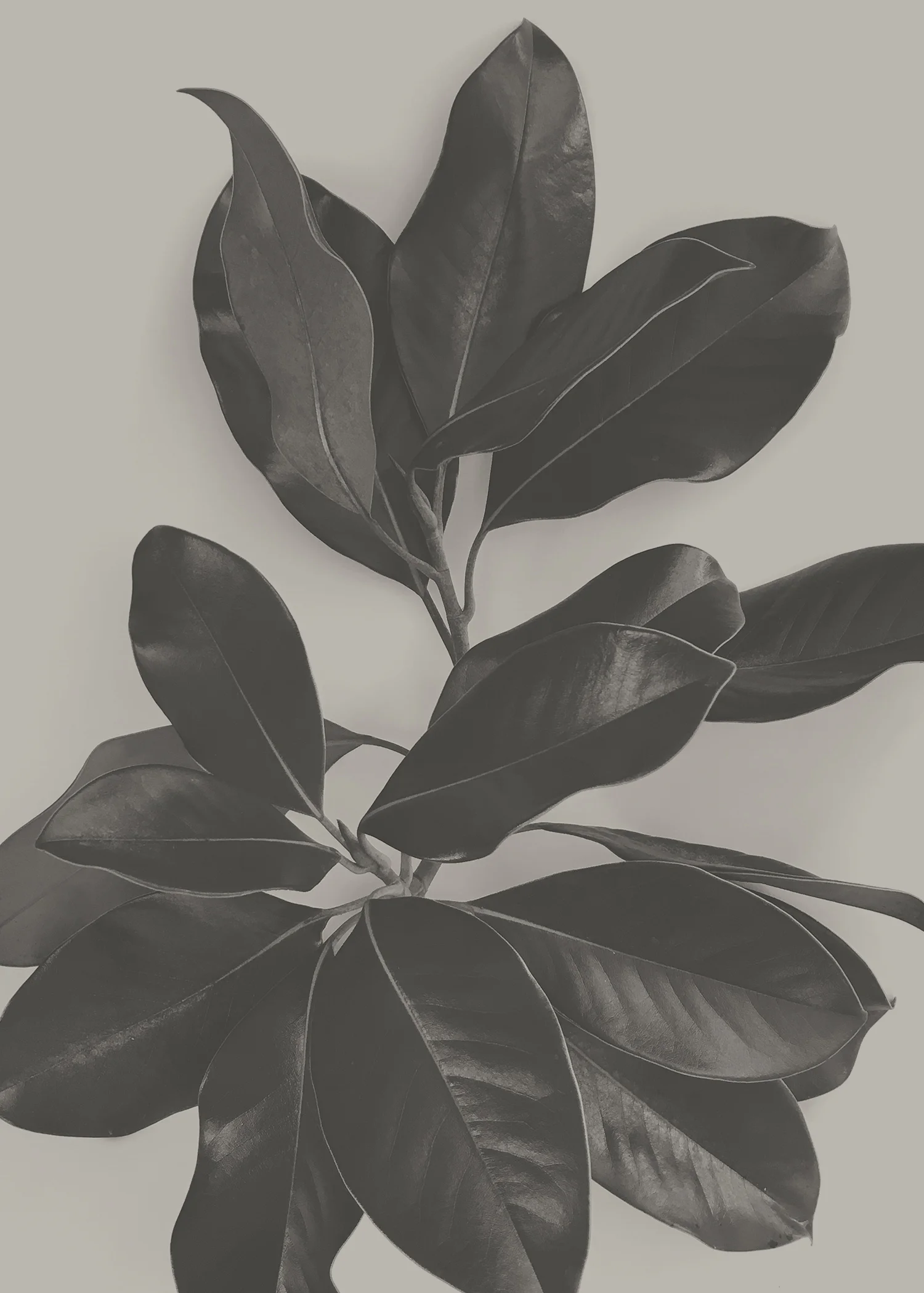 magnolia.jpg