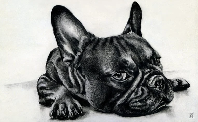 french-bulldog-drawing.jpg