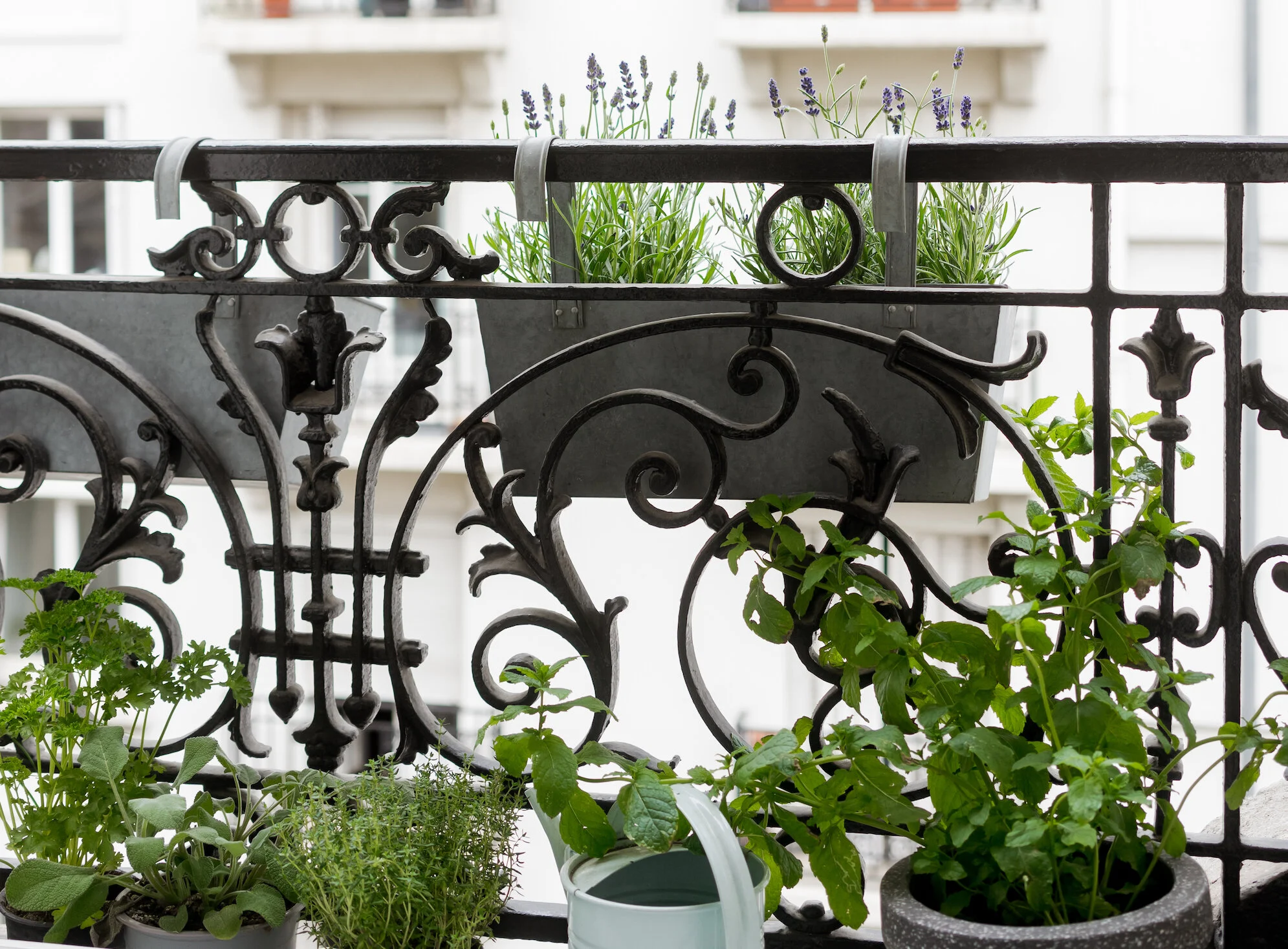 How to grow an indoor herb garden
