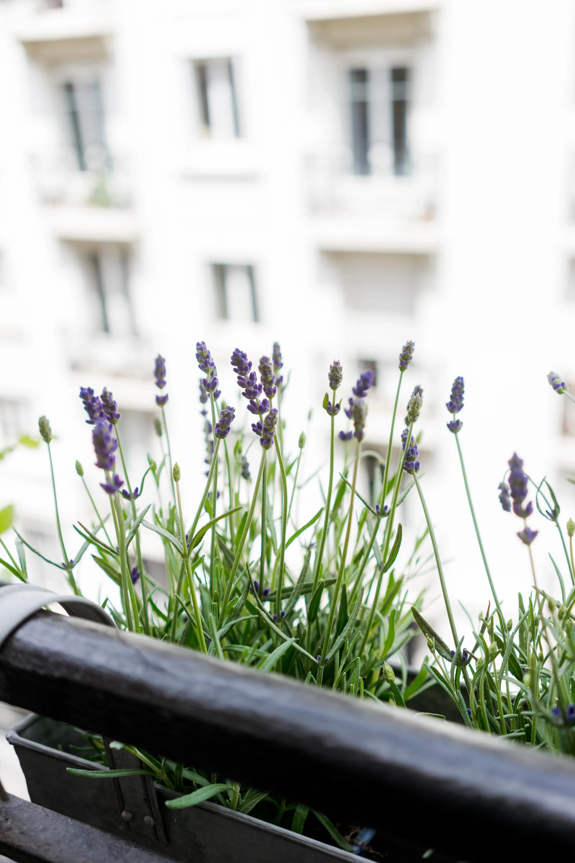 Lavender growing on balcony
